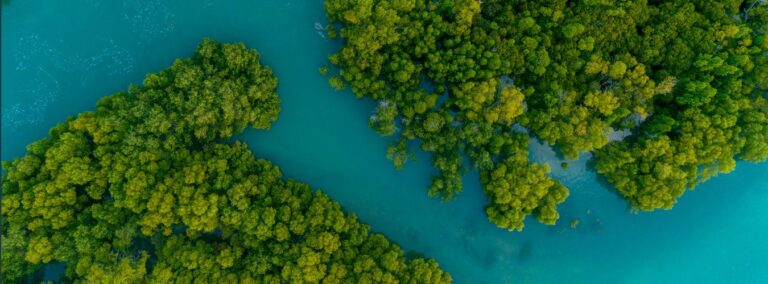 aerial view of trees and water